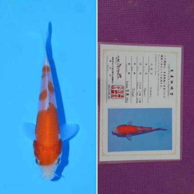 HQ matsue kohaku sertifikat 13cm