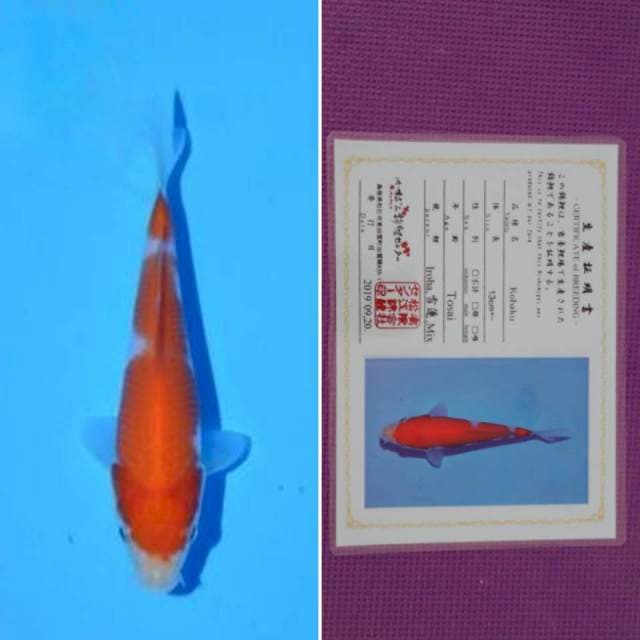 HQ matsue kohaku sertifikat 13cm