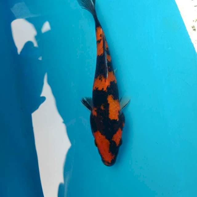 Showa high quality 20 cm