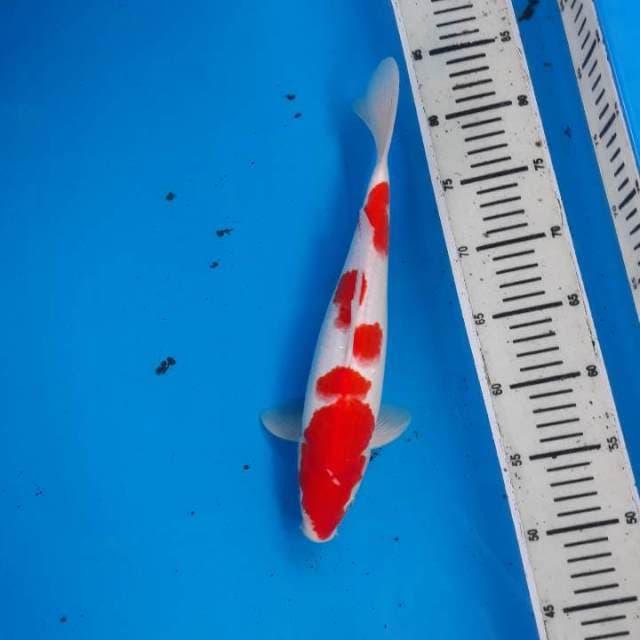 Kohaku 