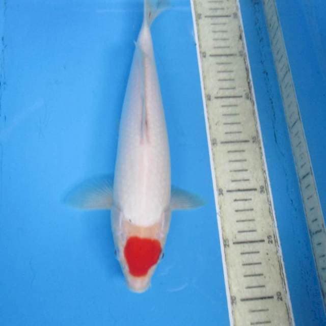 Tancokohaku30cm