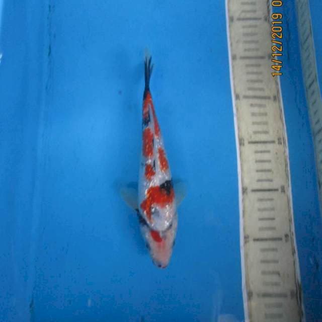 Showa ginrin20cm