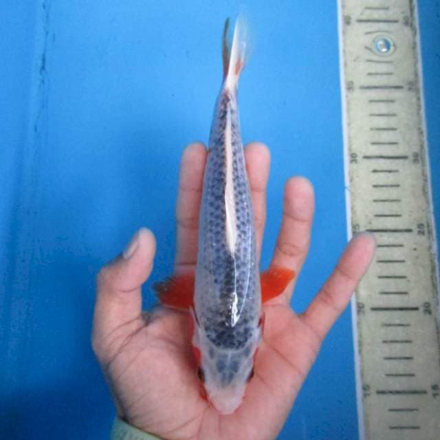 Super asagi20cm