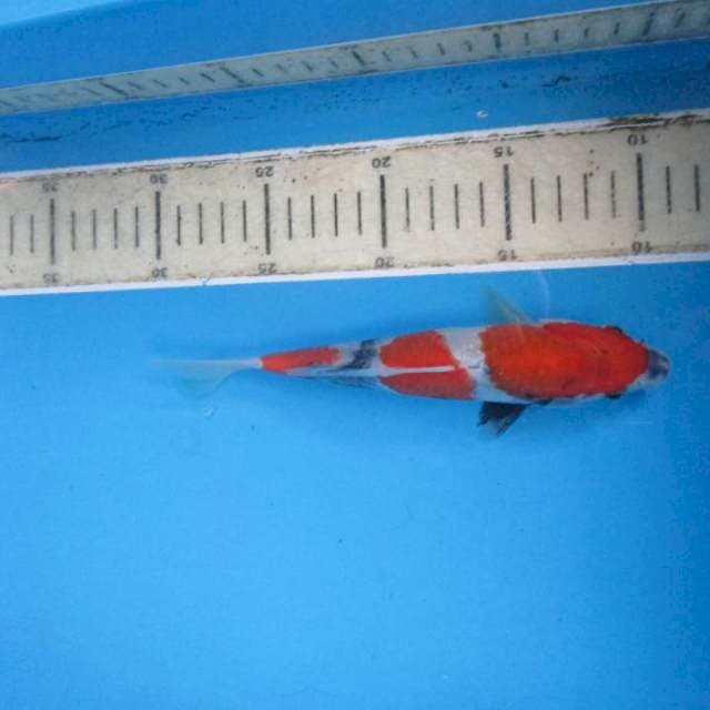 Showa tategoi18cm