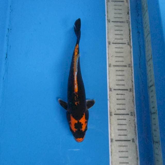 23cm