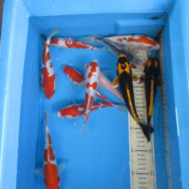 Paket15-20cm