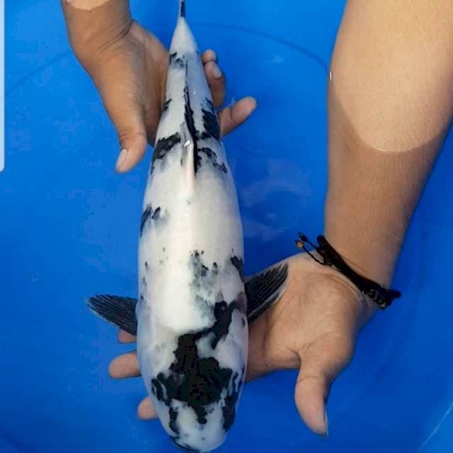 Shiro 42 cm