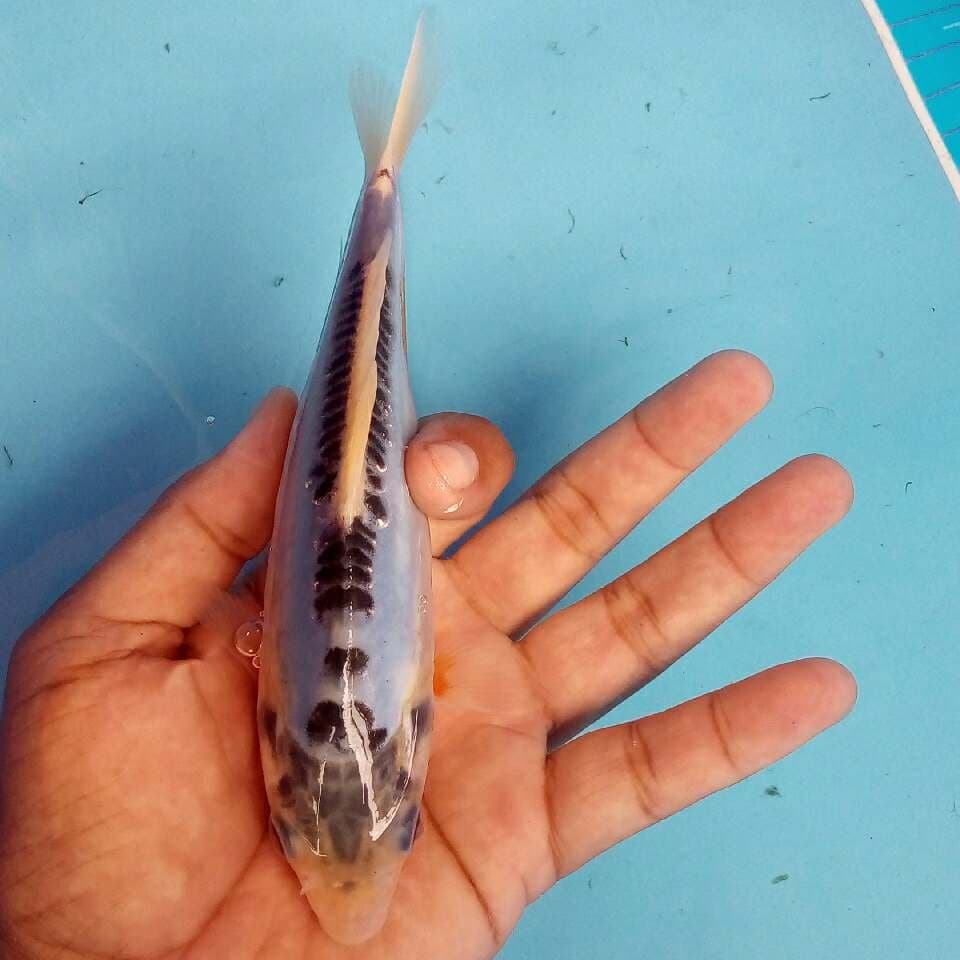 Tjap djempol Blue back 