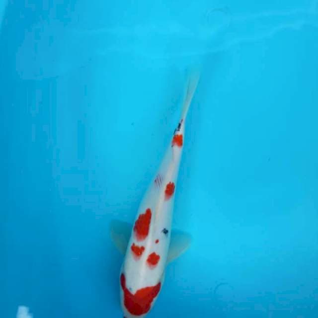 Kohaku