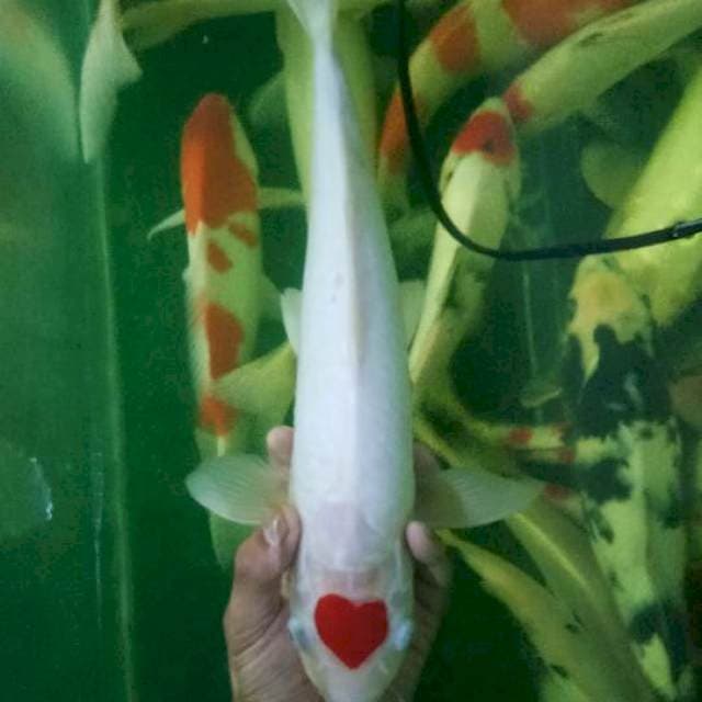 Super tanco love35bu