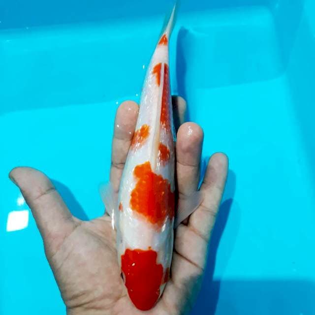 Kohaku gindrin 25cm