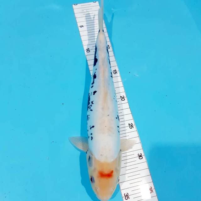 Kumon 32 cm