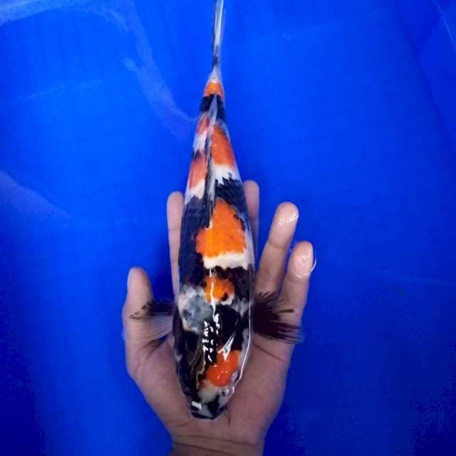 1. Showa Sansoku || 30 cm