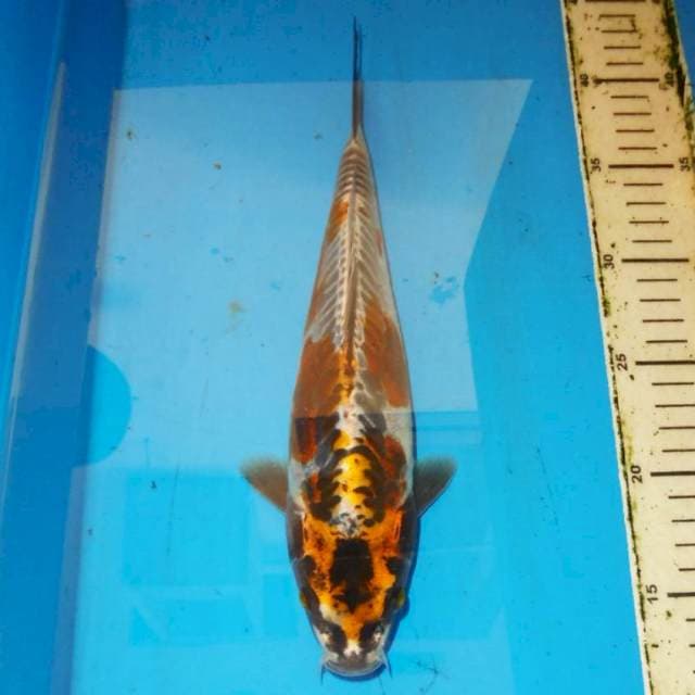 ANTIQUE KUKOKURYU TEMBAGA