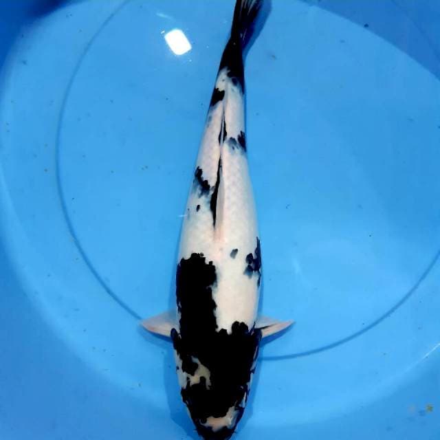 Shiro 34 cm fm