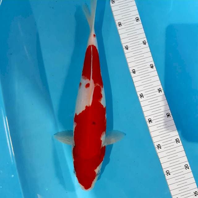 Kohaku bocor 35 cm fm