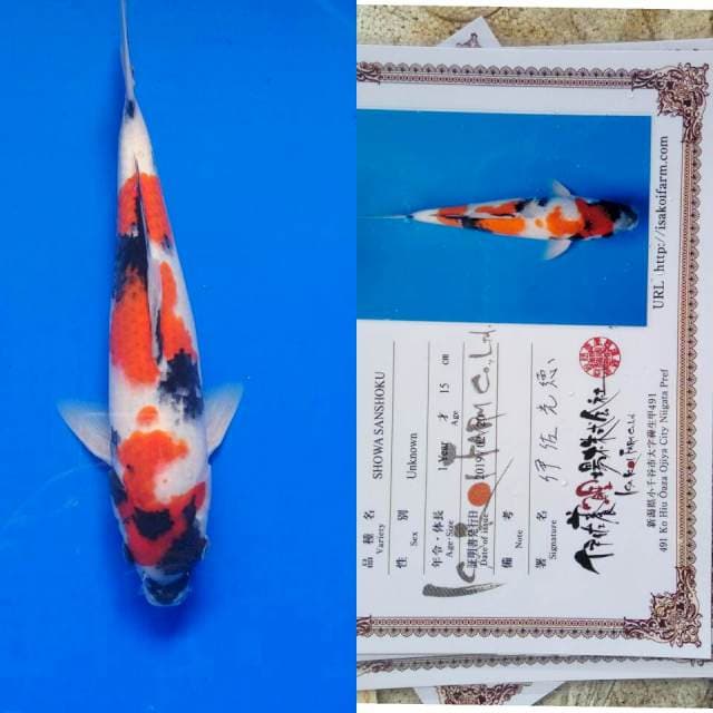 Showa import  isa koi farm