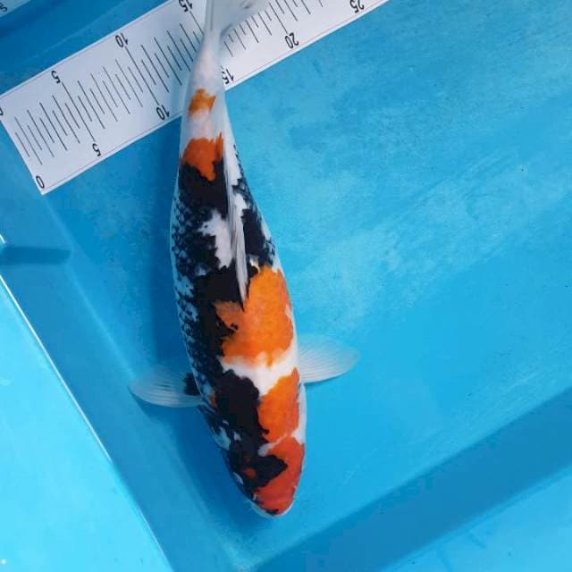 Showa 37 cm Hitam Pekat