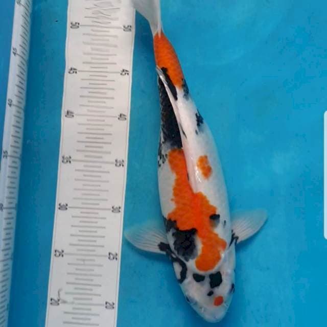 Showa 38Cm Putih