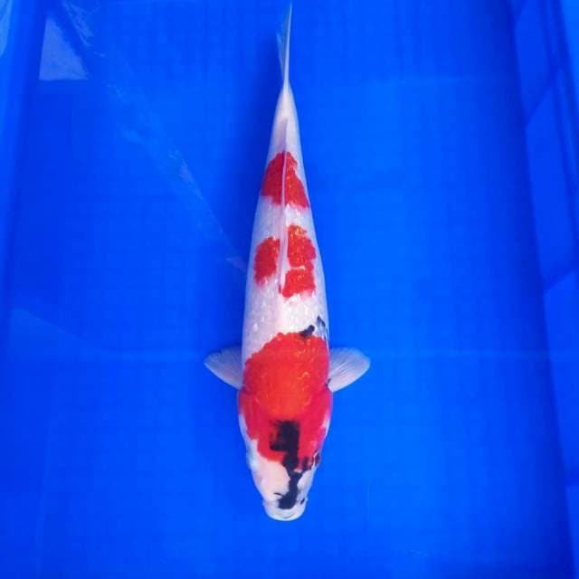 Showa ginrin*40cm 3 step