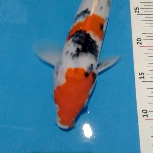 Sanke 35bu