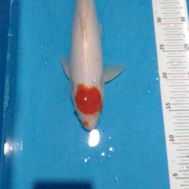 Tancho ori 30bu