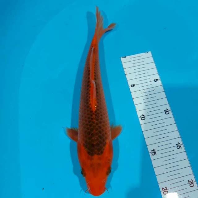 Matsuba,26 cm