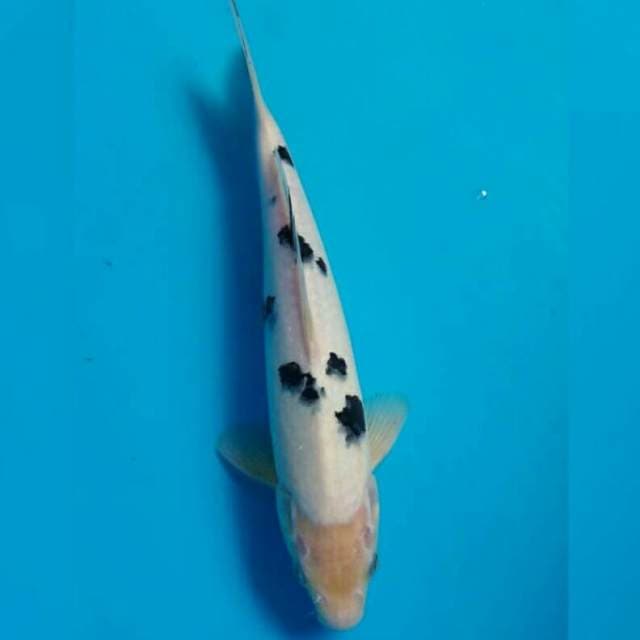 BEKKO MALE