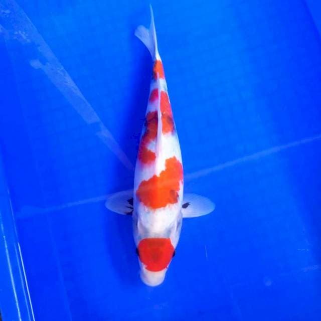 Maruten Showa*34cm prospek