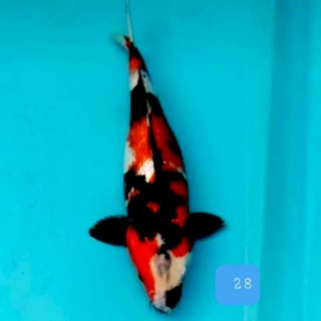 Showa 28 cm