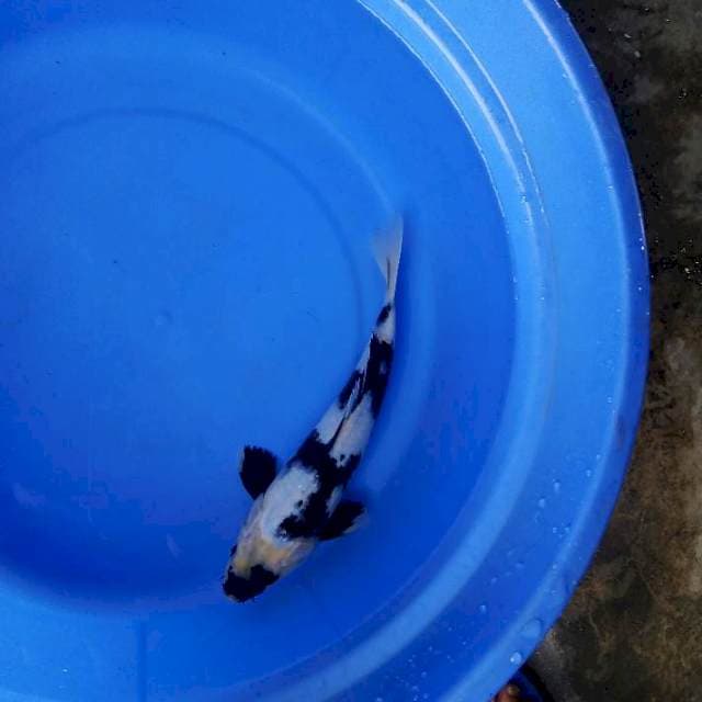 Shiro 26cm male
