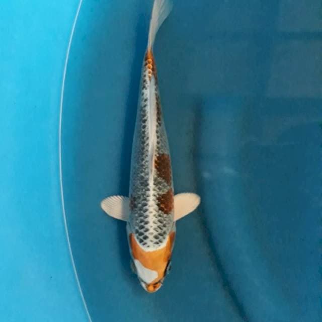 Kujaku import,oyama koi farm