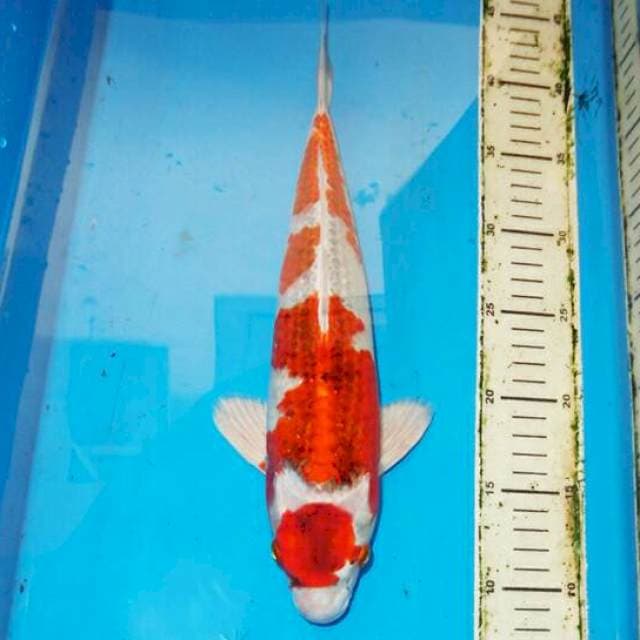 35cm F1 KUJAKU MARUTEN