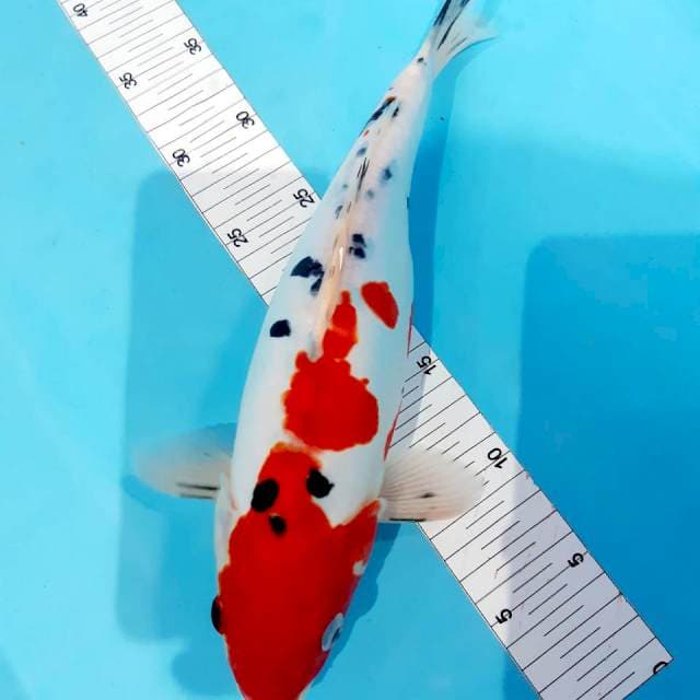 Sanke doit 35 cm