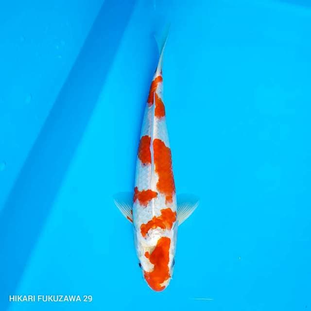 Kawari Hikari