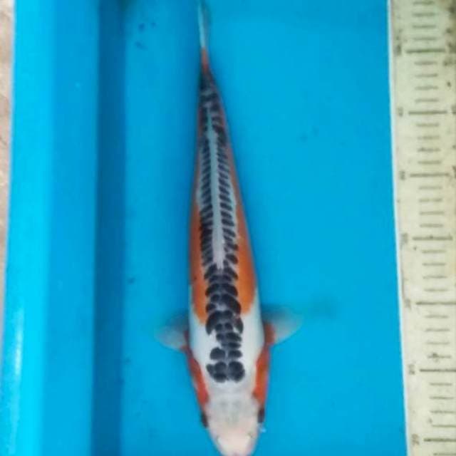 Shusui 36cm