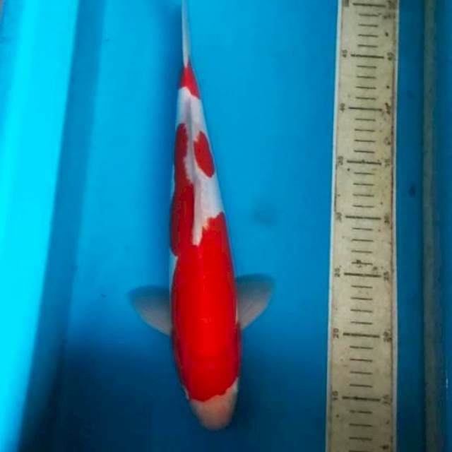 Kohaku doit 37cm