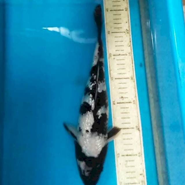 Shiro ginrin 34cm