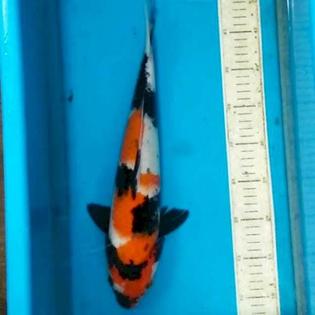Sowa 40cm