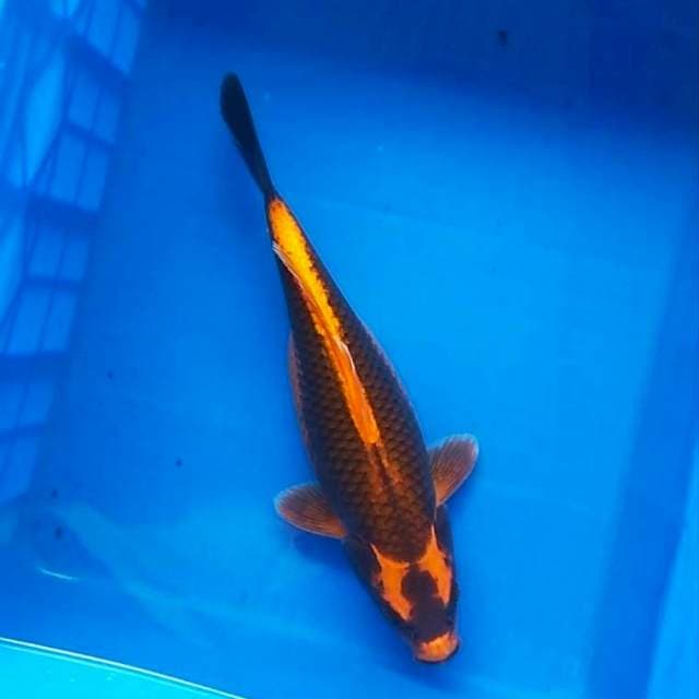 Kabuto 40cm