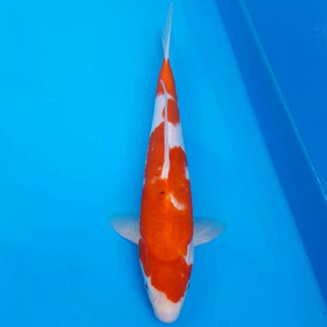 Khaku 33cm