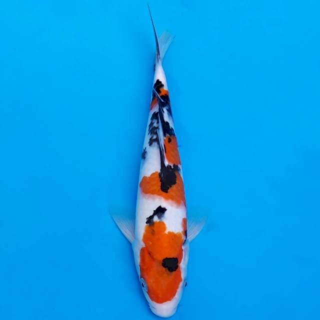 Tsubosumi sanke 27cm
