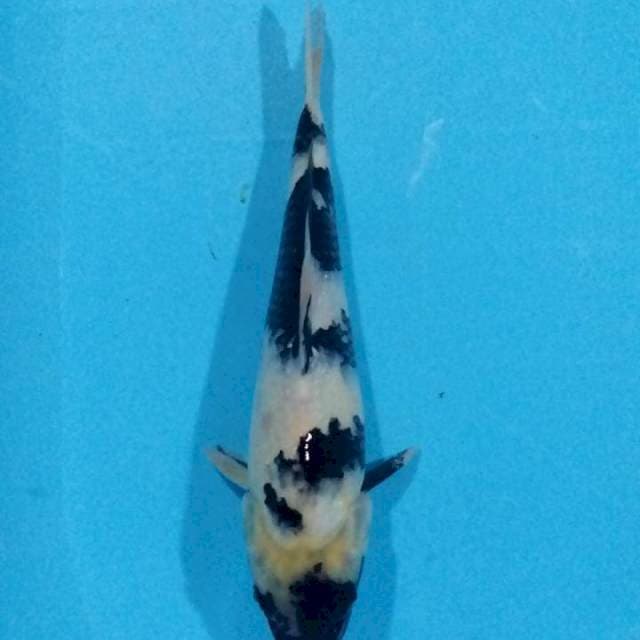 Shiro 28cm
