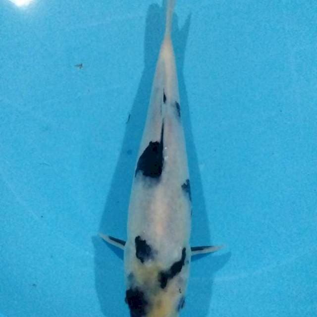 Shiro 26cm