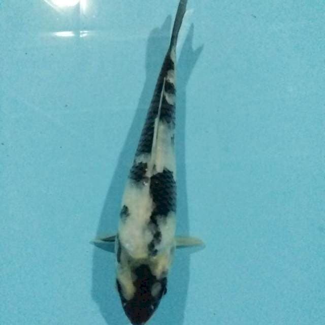 Shiro 20cm