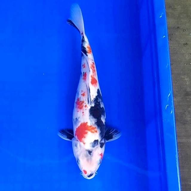 Kindai Showa # 30cm