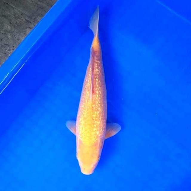 Karashi Ginrin # 29cm