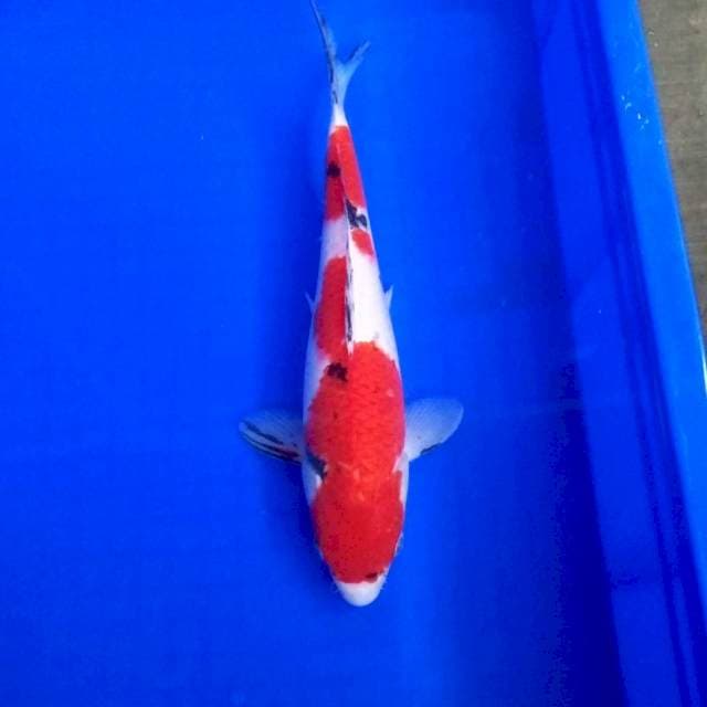 Sanke # 30cm