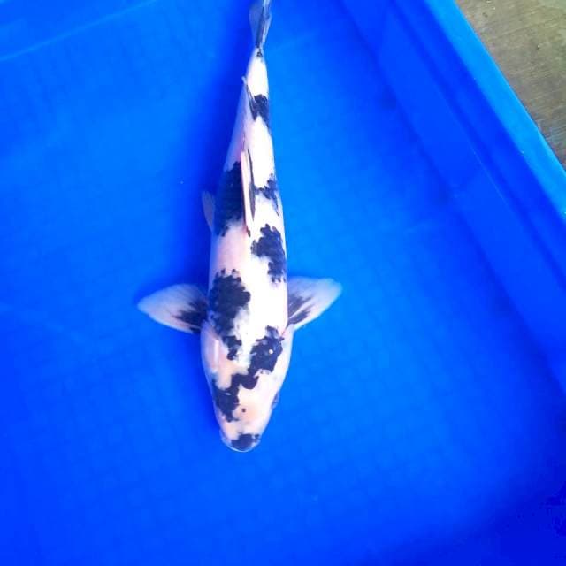 Male Shiro Utsuri # 38cm