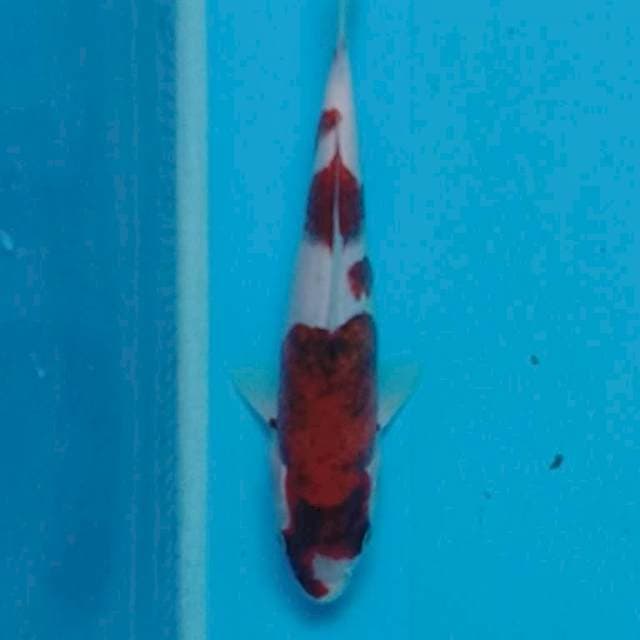 Goromo